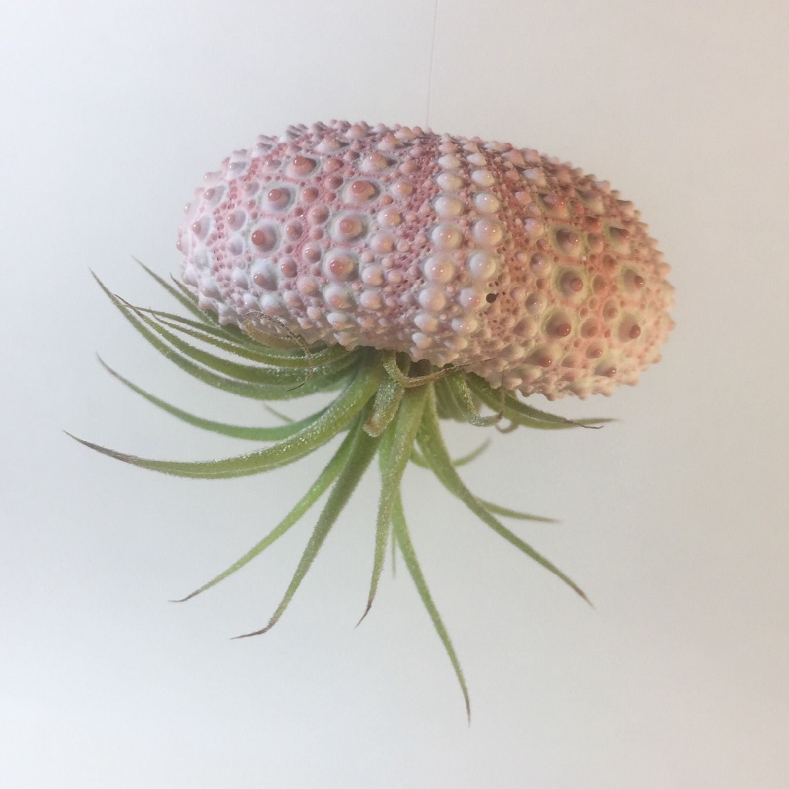 Air Plant Jellyfish