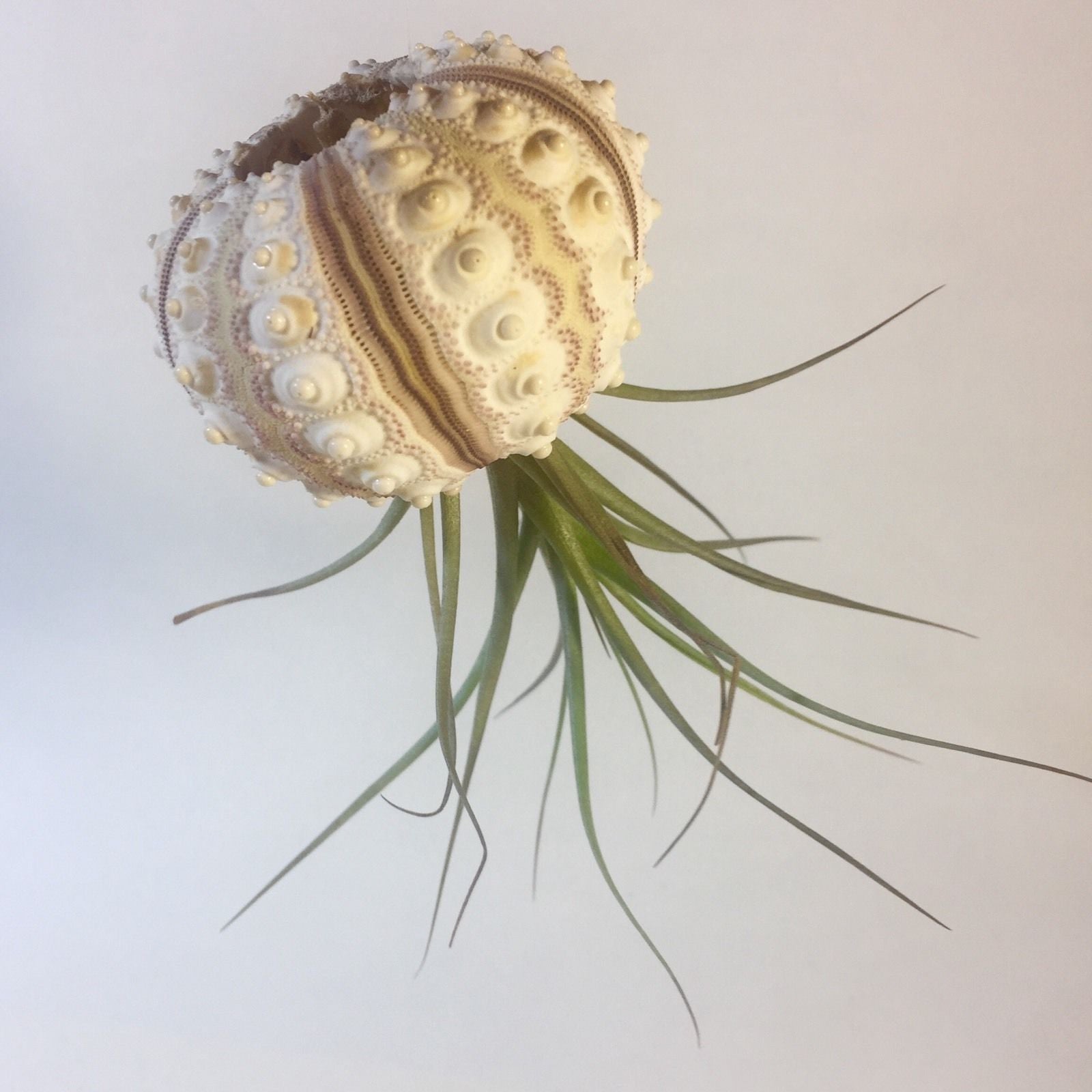 pineapple jellyfish air plant Air Plant Jellyfish