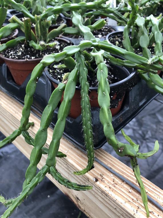 Rhipsalis paradoxa - R13