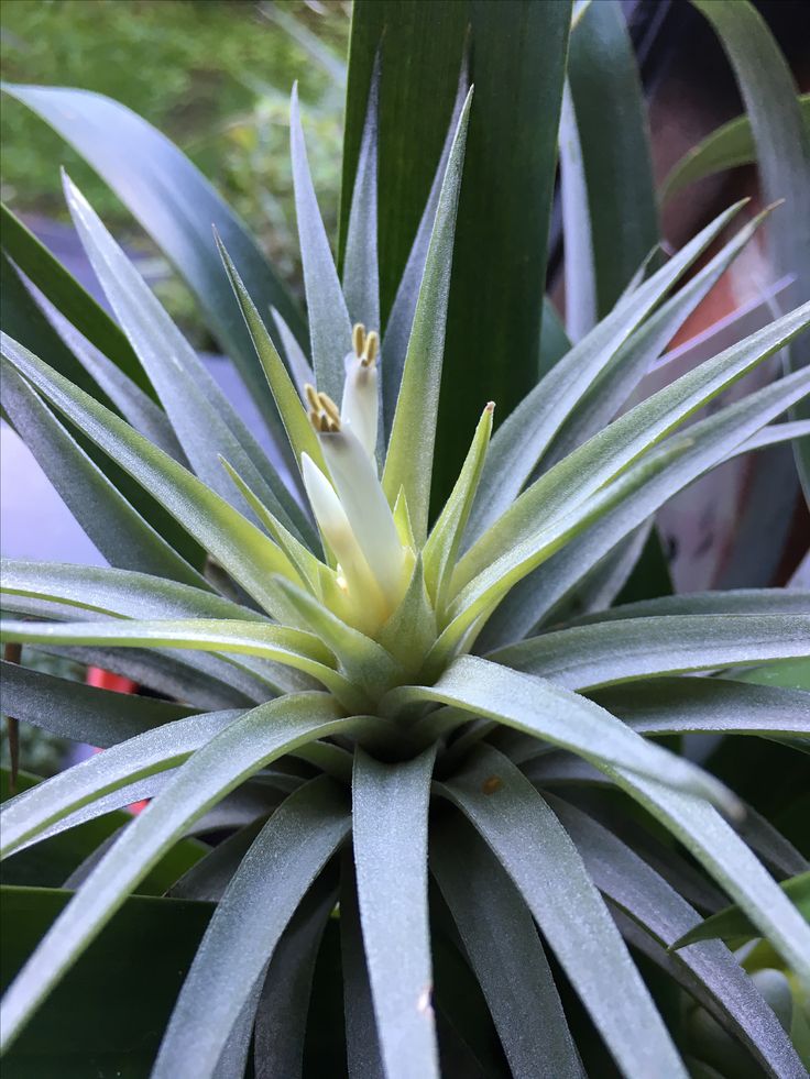 plagiotropica air plant Tillandsia - plagiotropica ex. CC