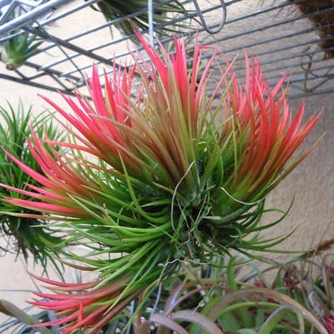 Tillandsia - scaposa ex. CC