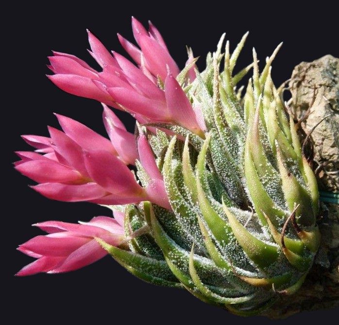Tillandsia - sprengeliana - Air Plant Decor