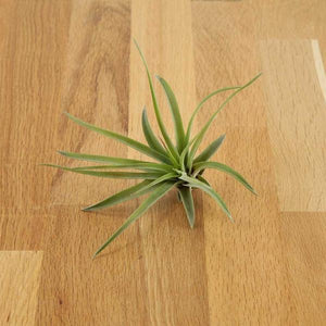 Tillandsia - Velutina