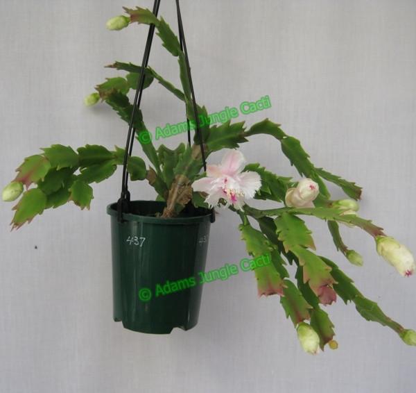 Zygocactus Aspen