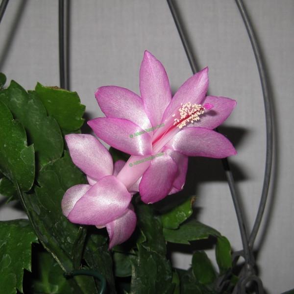 Zygocactus Vila Velha