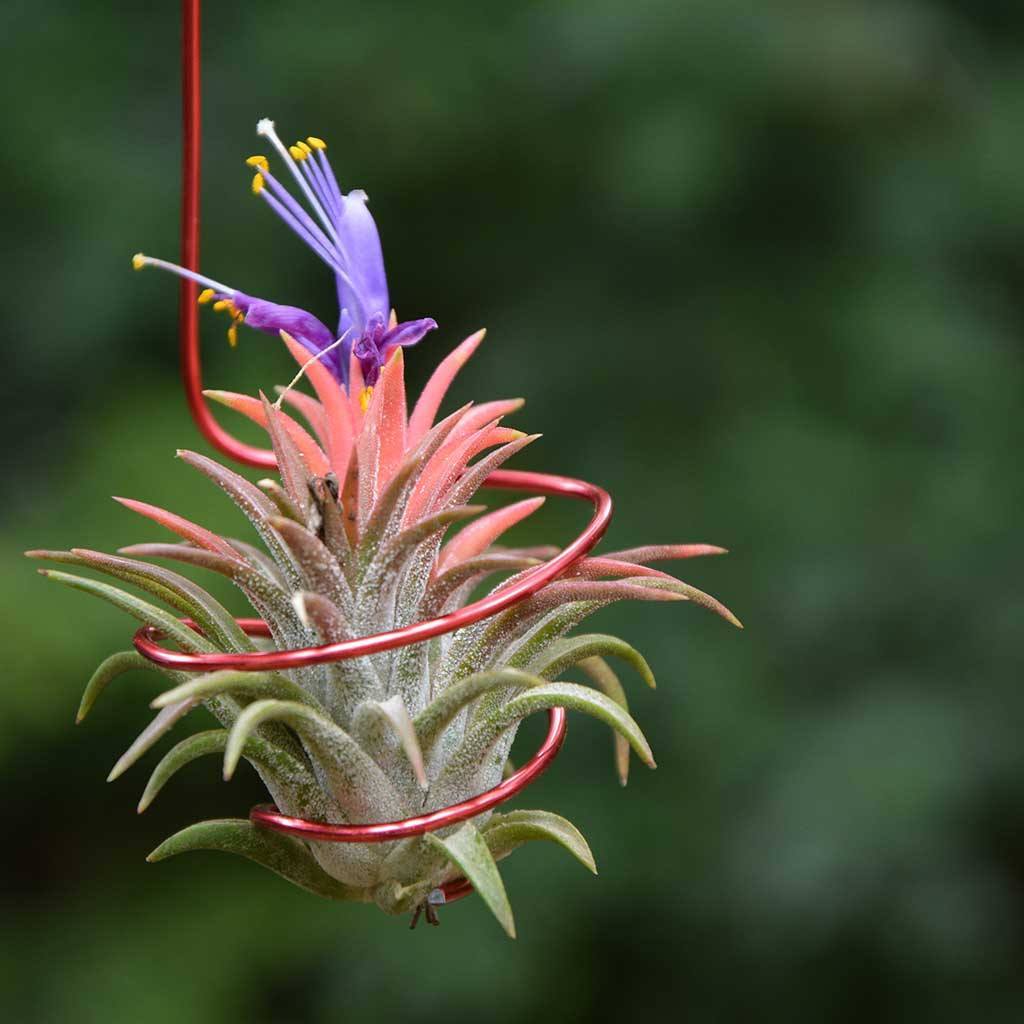 air plant accessories Air Plant Wire