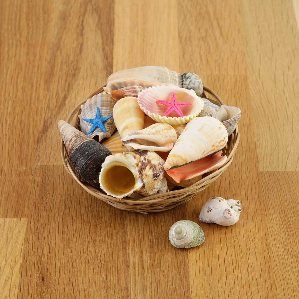 Shell Packon Medium Shell Pack - Air Plant Decor