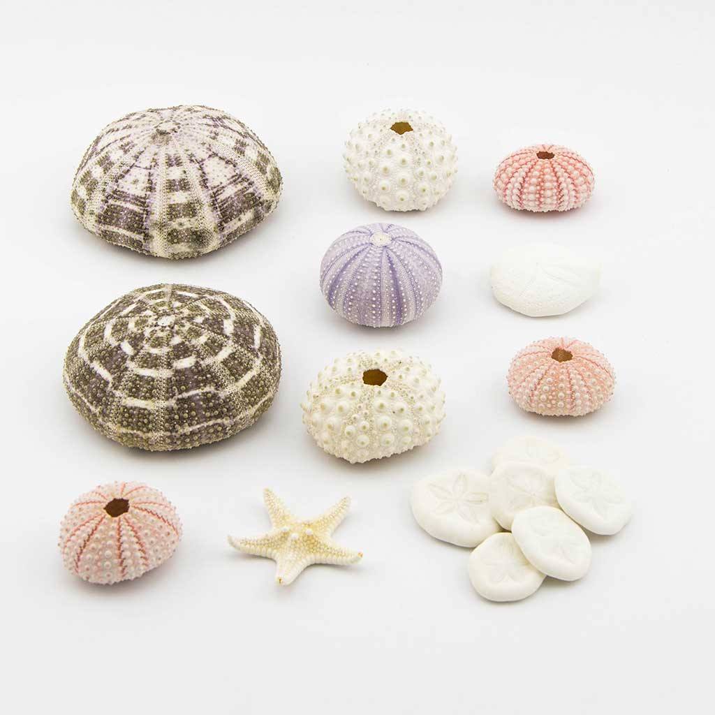 Accessories - Mega Urchin Pack