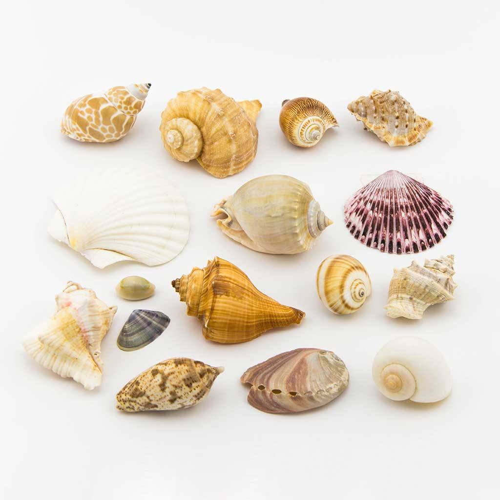 Accessories - Mixed Shell Pack
