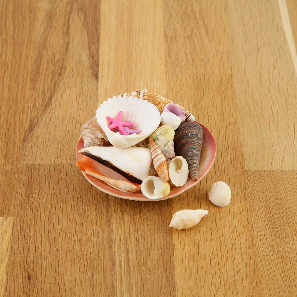 Shell Packon Small Shell Pack - Air Plant Decor