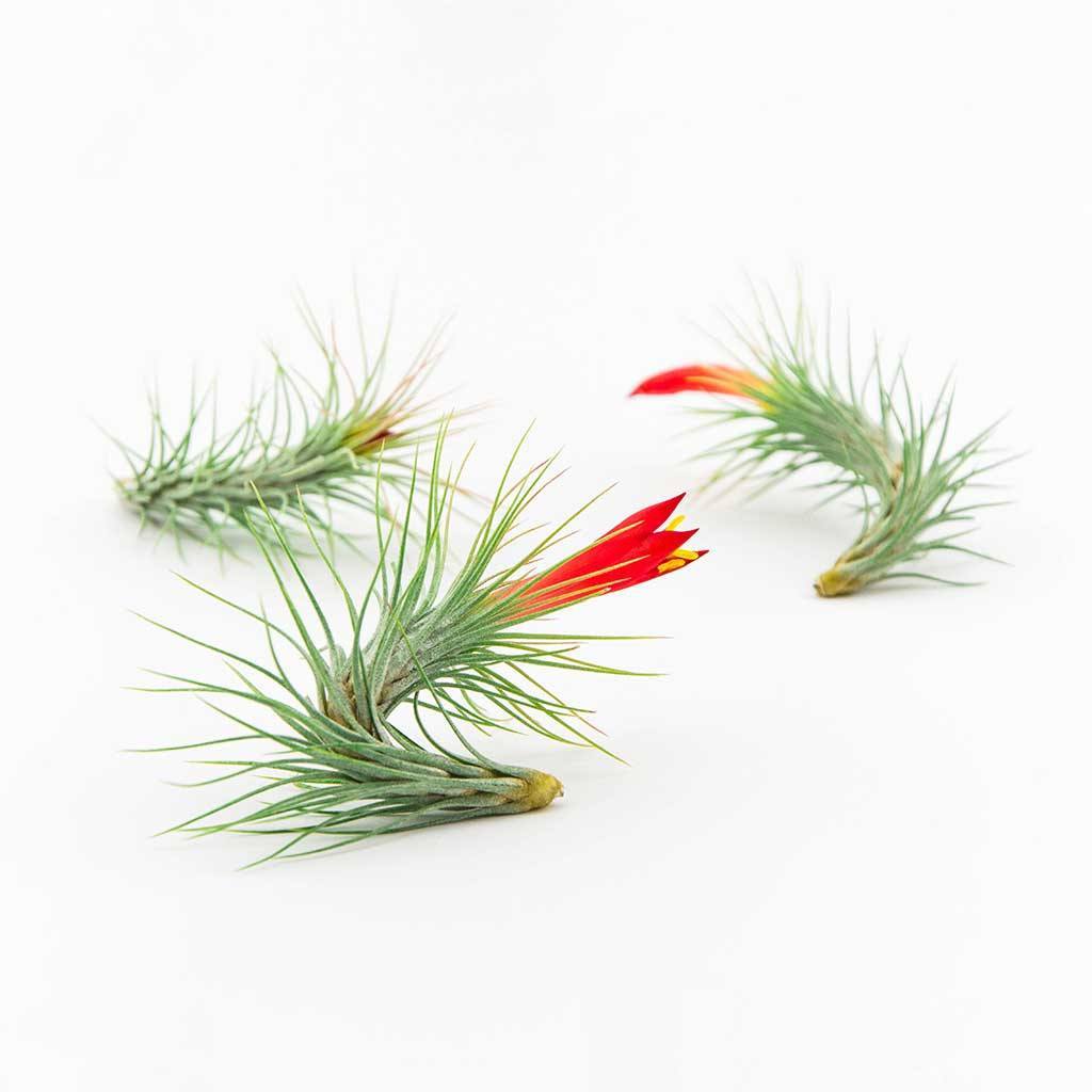 Air Plants - Funckiana