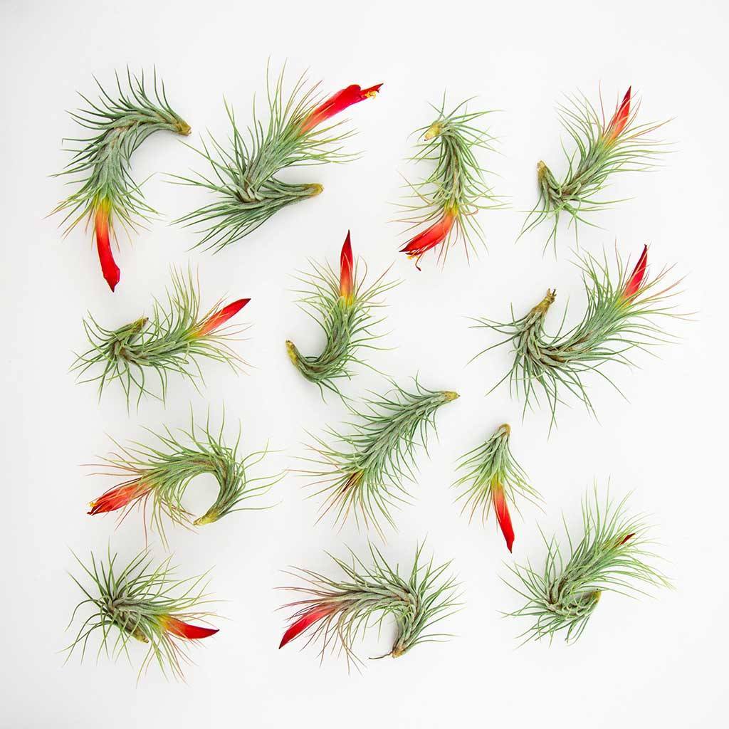 Air Plants - Funckiana