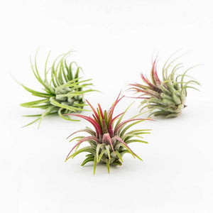 Tillandsia - Ionantha 'Guatemala’ (Wholesale)