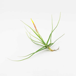 Air Plants - Schiedeana