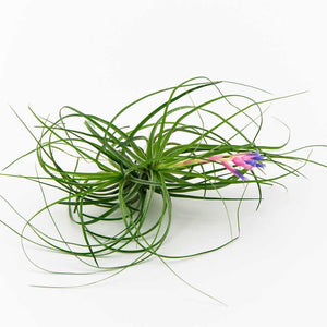 Tillandsia - Stricta (Wholesale)