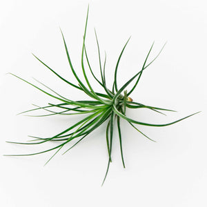 Tillandsia - Stricta (Wholesale)