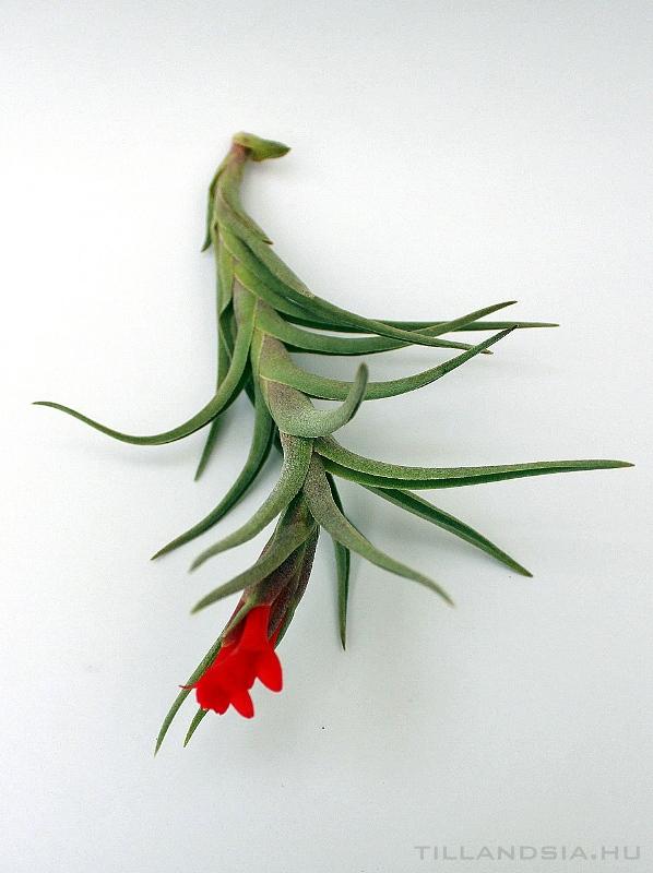 Tillandsia - albertiana ex. CC