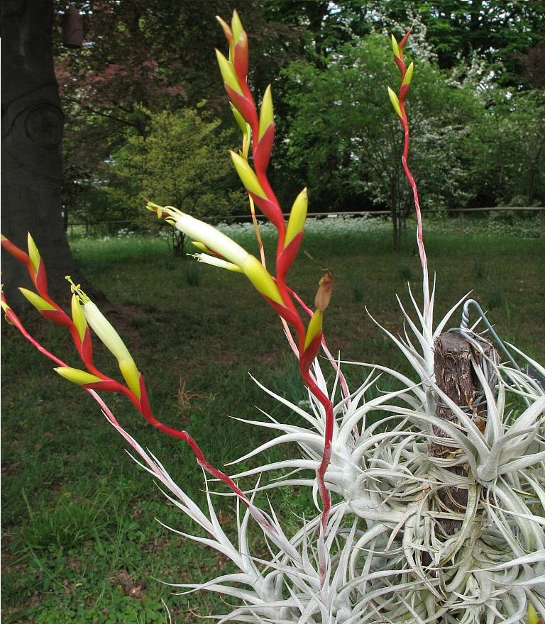 Tillandsia - albida