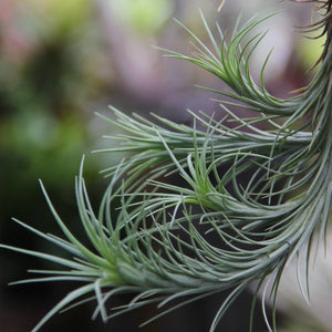 Tillandsia - tenuifolia 'Bonsall Beauty'