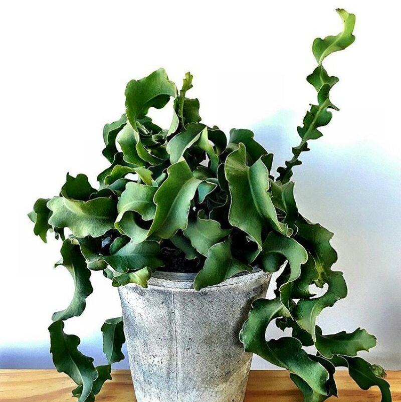 curly sue succulent Epiphyllum 'Curly Sue' guatemalense monstrose