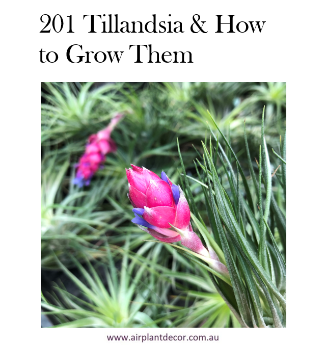 201 Tillandsia & How to Grow Them (eBook)