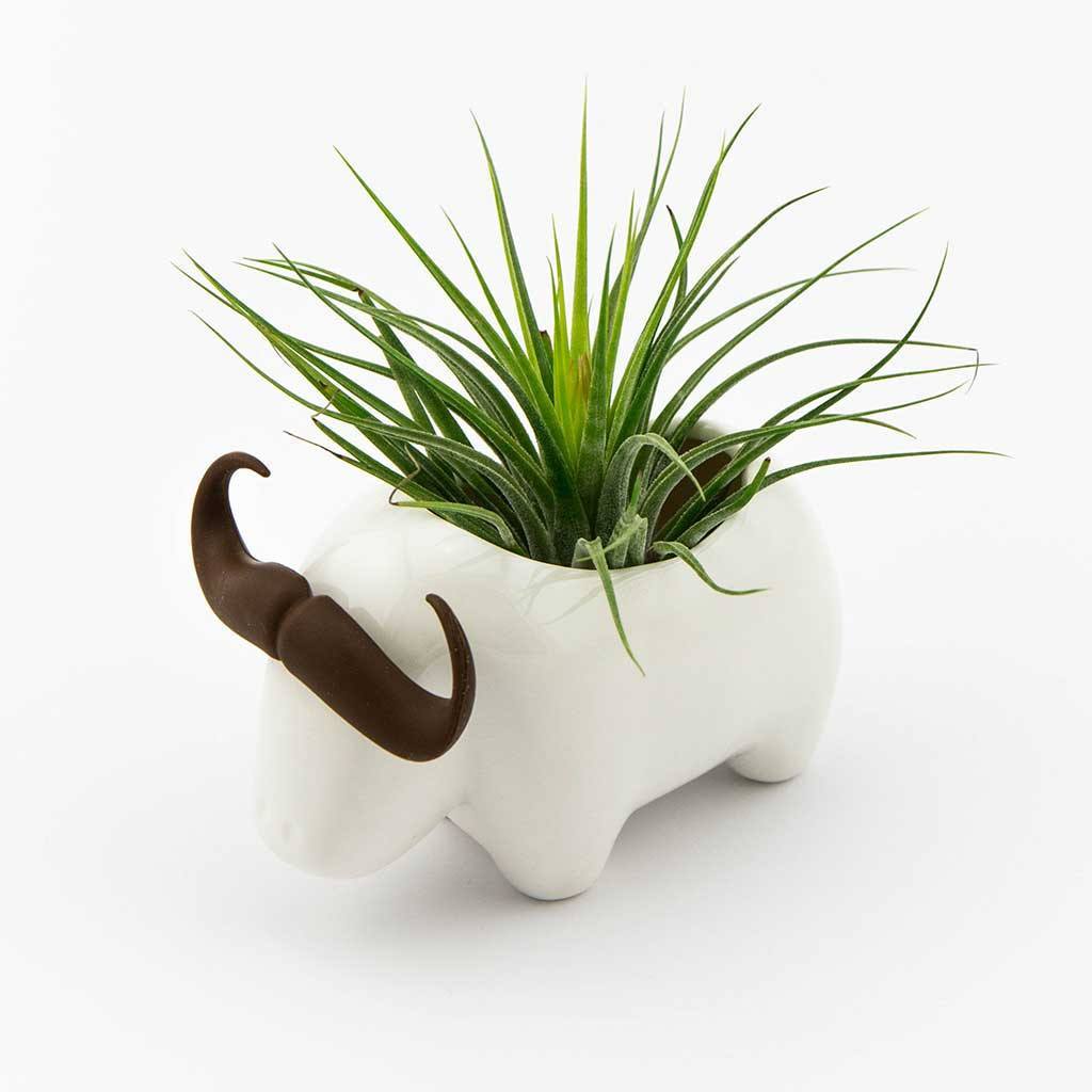 potted plant animal Animal Planter