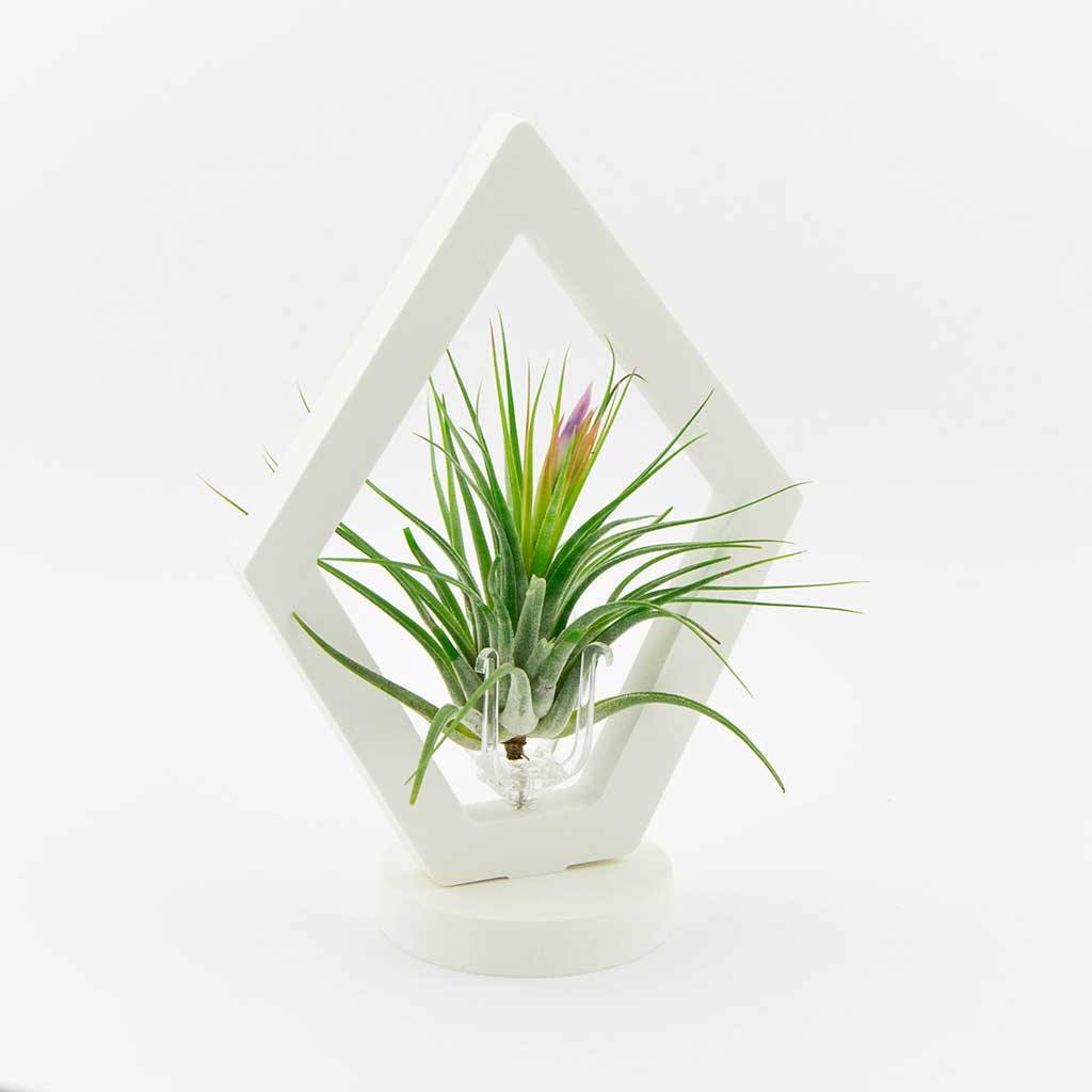 Decor - Diamond