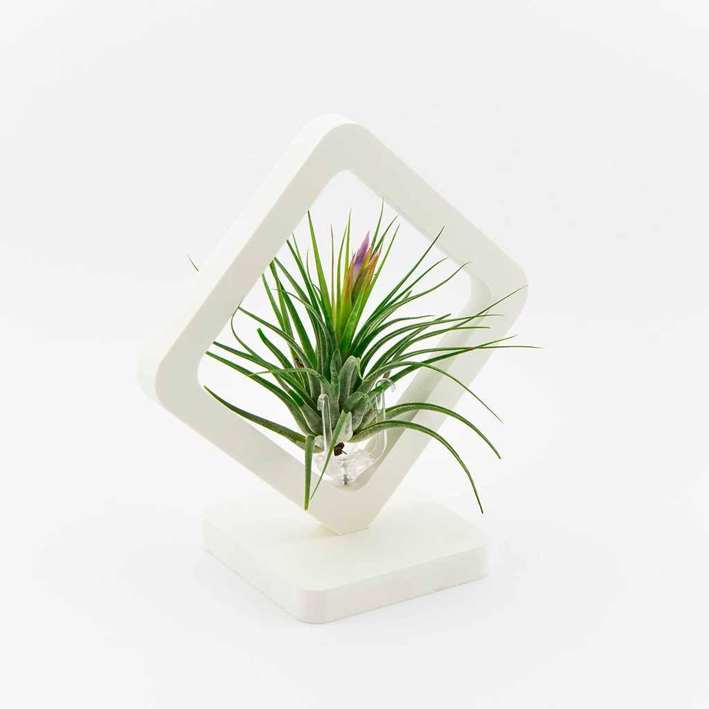 Decor - Square