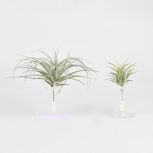 Decor - Suction Display Stand