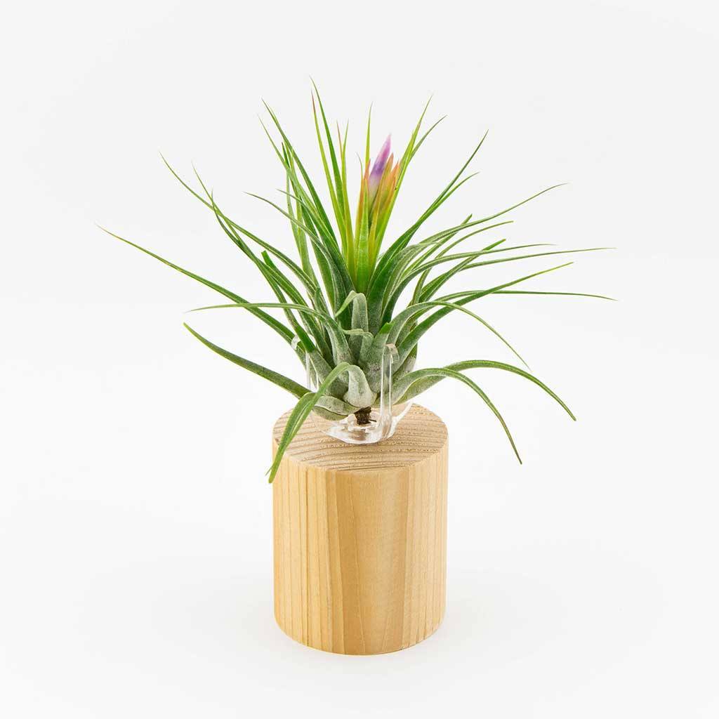 Decor - Wooden Air Plant Holder