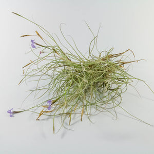 Tillandsia - Mallemontii (Wholesale)