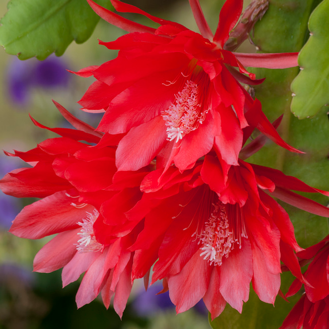 Disocactus ackermannii