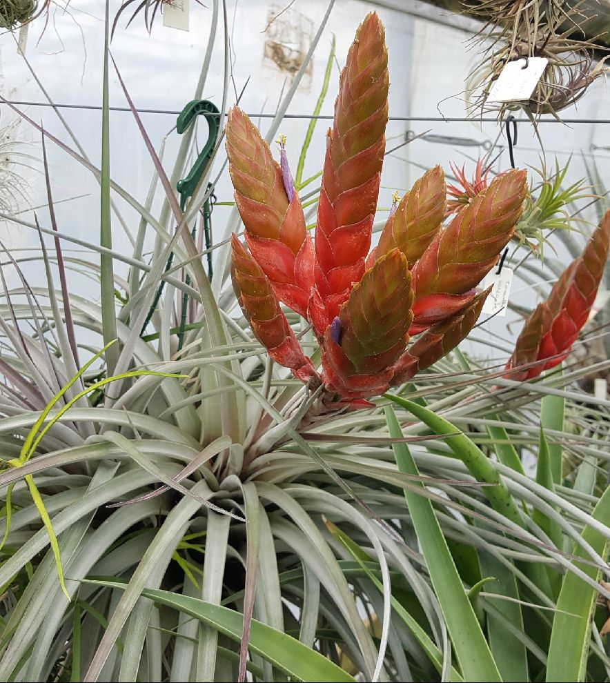 Tillandsia - fasciculata