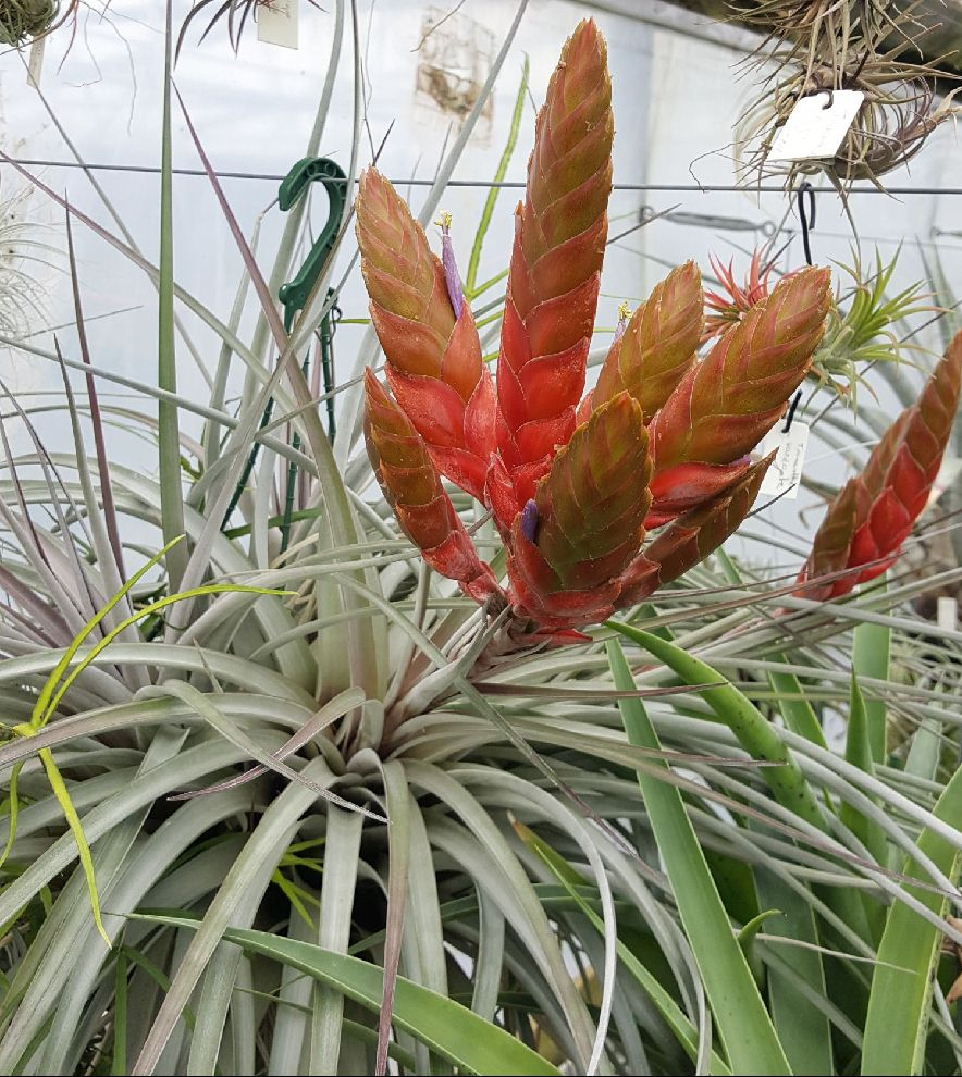 Tillandsia - fasciculata - Air Plant Decor
