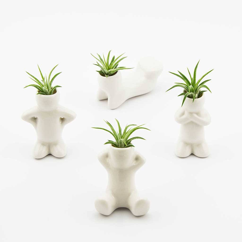Gifts - Air Plant People