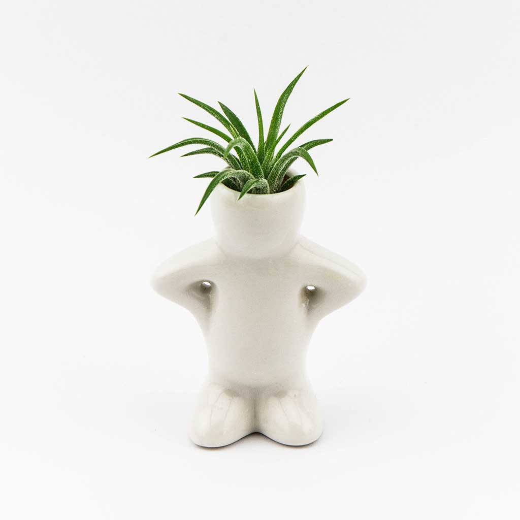 air plant person Air Plant People