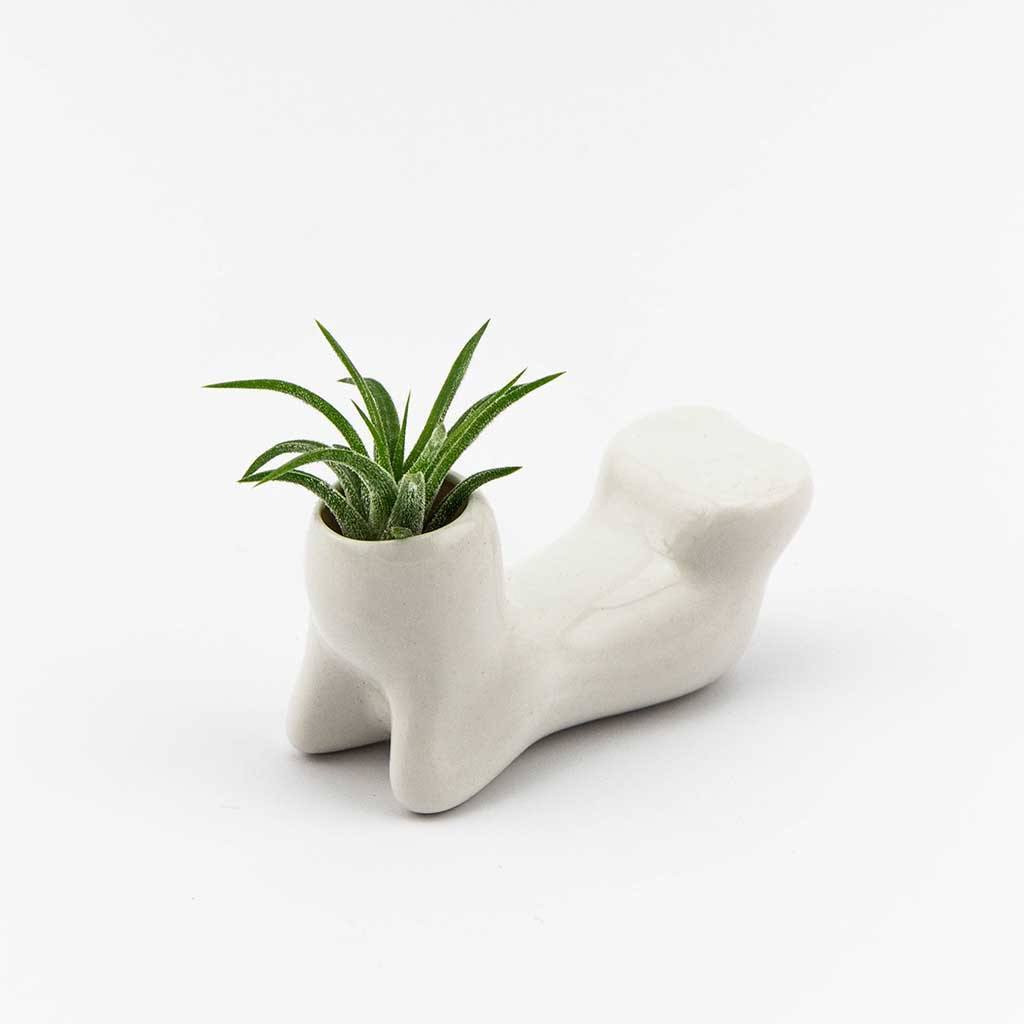 air plant person Air Plant People