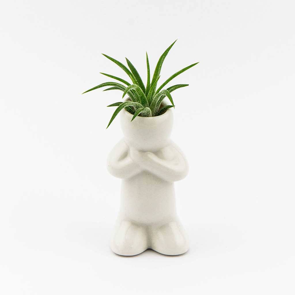 air plant holder person Air Plant People