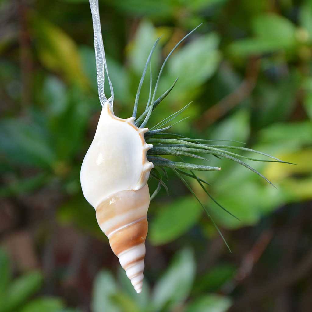 air plant in shell hanging Hanging Sea Shell Planter