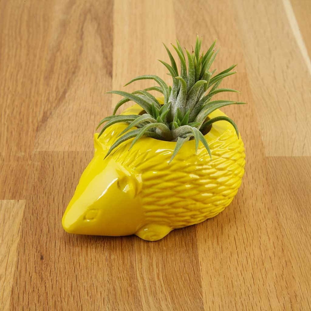 Gifts - Hedgehog Planter