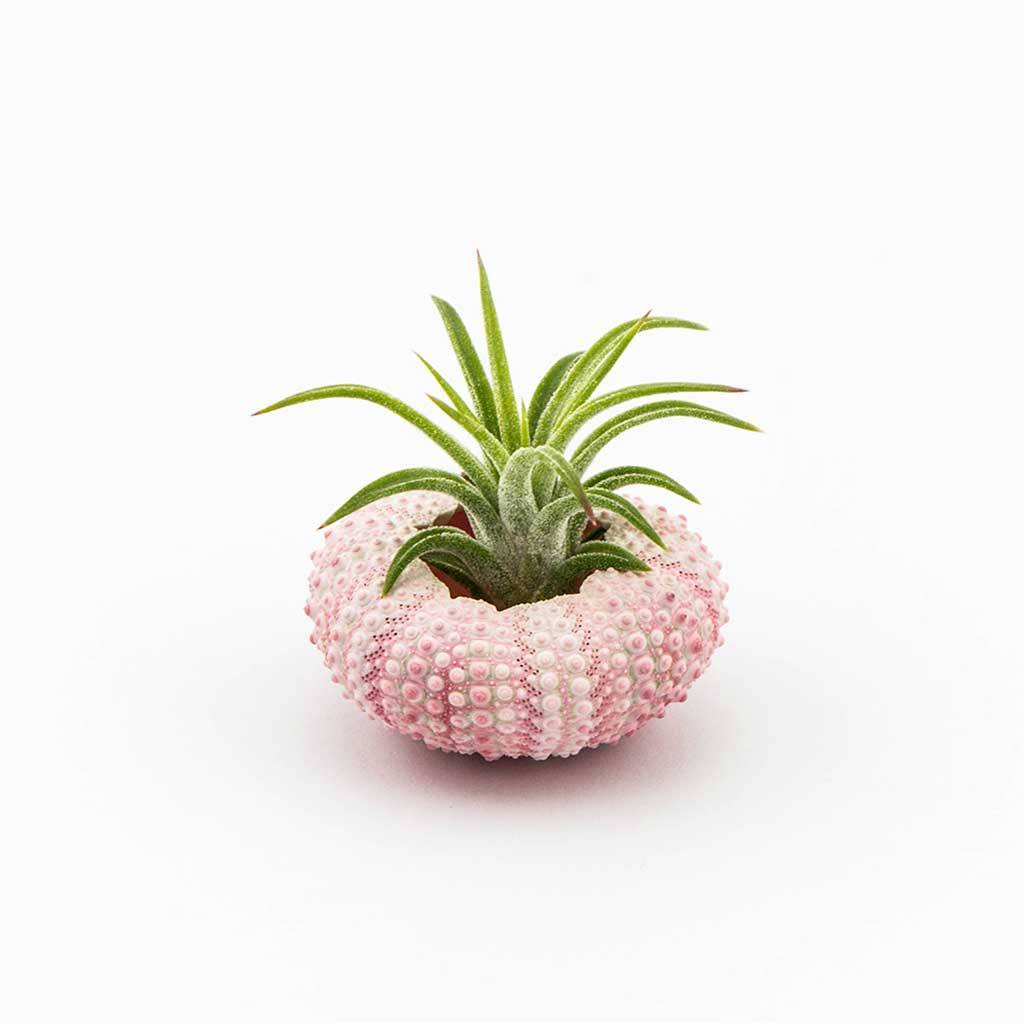 Gifts - Sea Urchin Planter