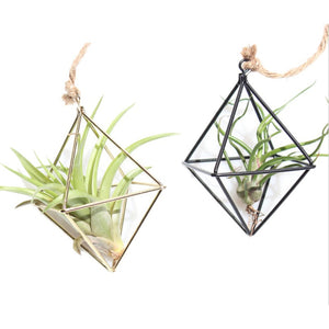himmeli air plant Himmeli Cube Hanger