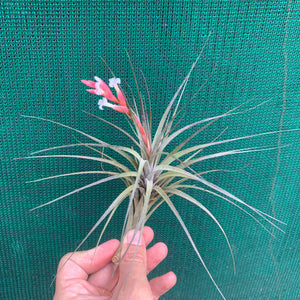 Tillandsia - tenuifolia 'Frosted Purple' ex. PT