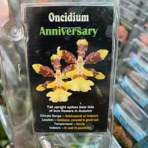 Orchid - Oncidium ‘Anniversary’