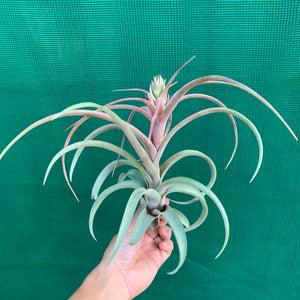 Tillandsia - brachycaulos x streptophylla Nat. Hybrid