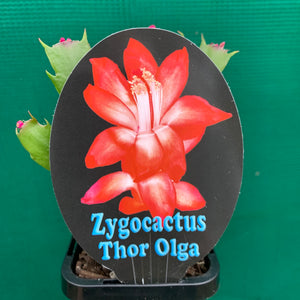Zygocactus Thor Olga