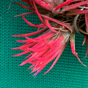 Tillandsia - ionantha 'Fuego' ex. RFI