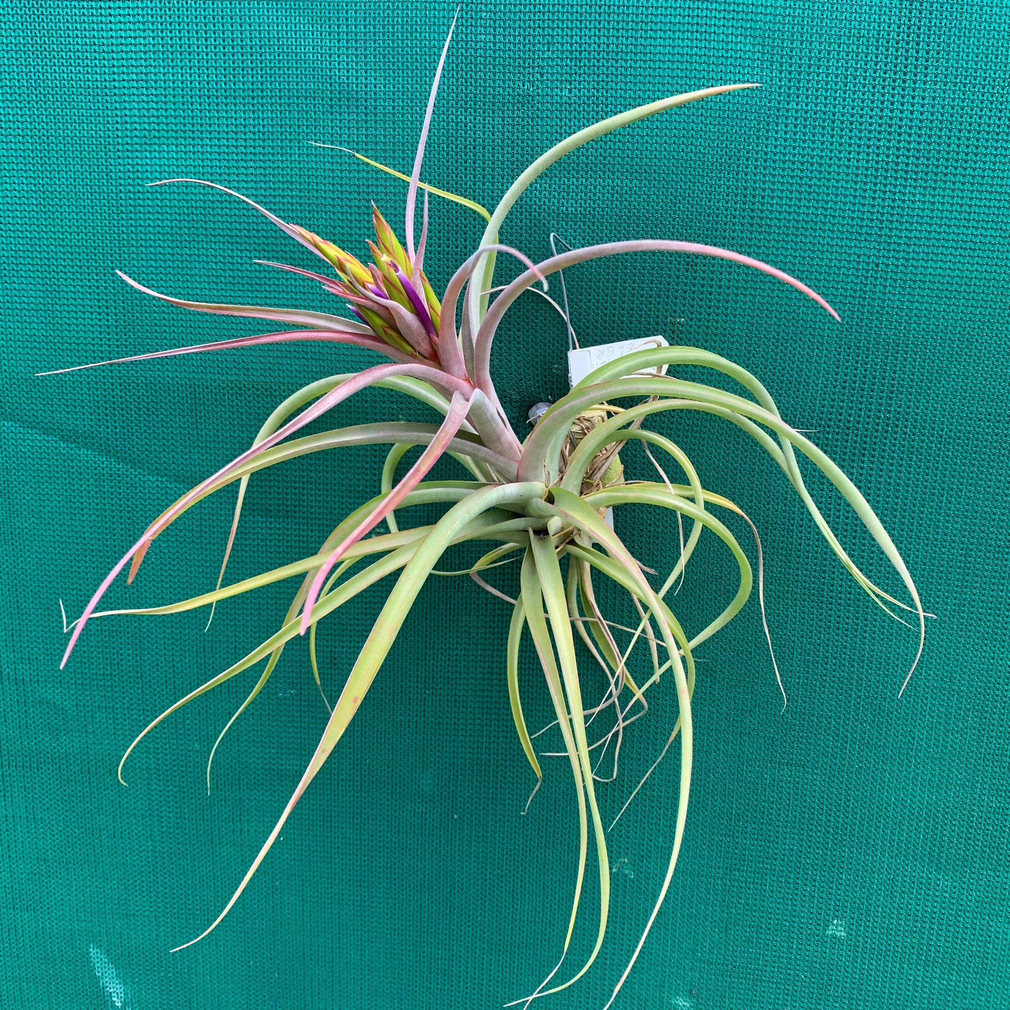 air plants phoenix az Tillandsia - Phoenix