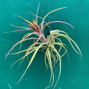 Tillandsia - Phoenix