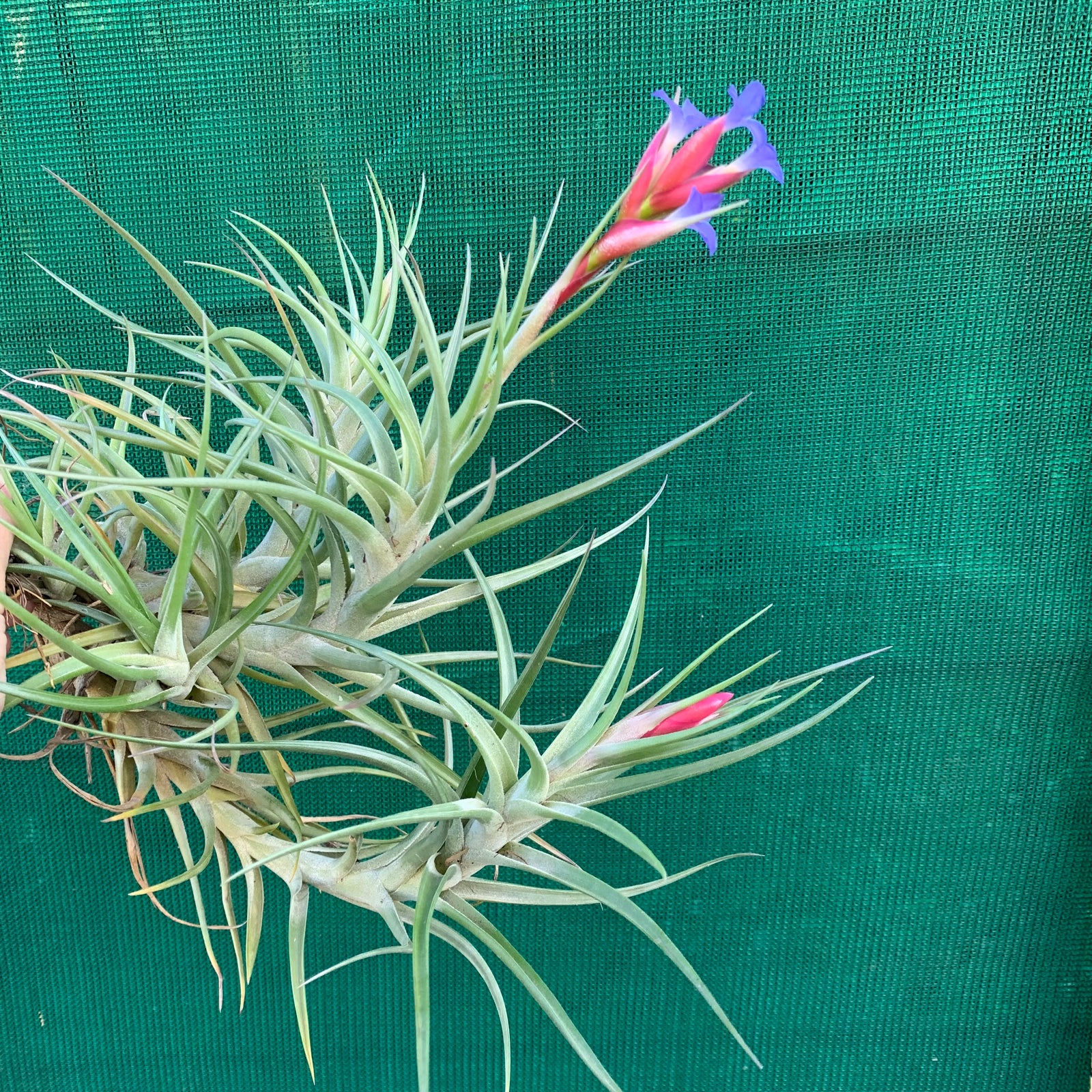 Tillandsia - aeranthos 'var. Aemula'